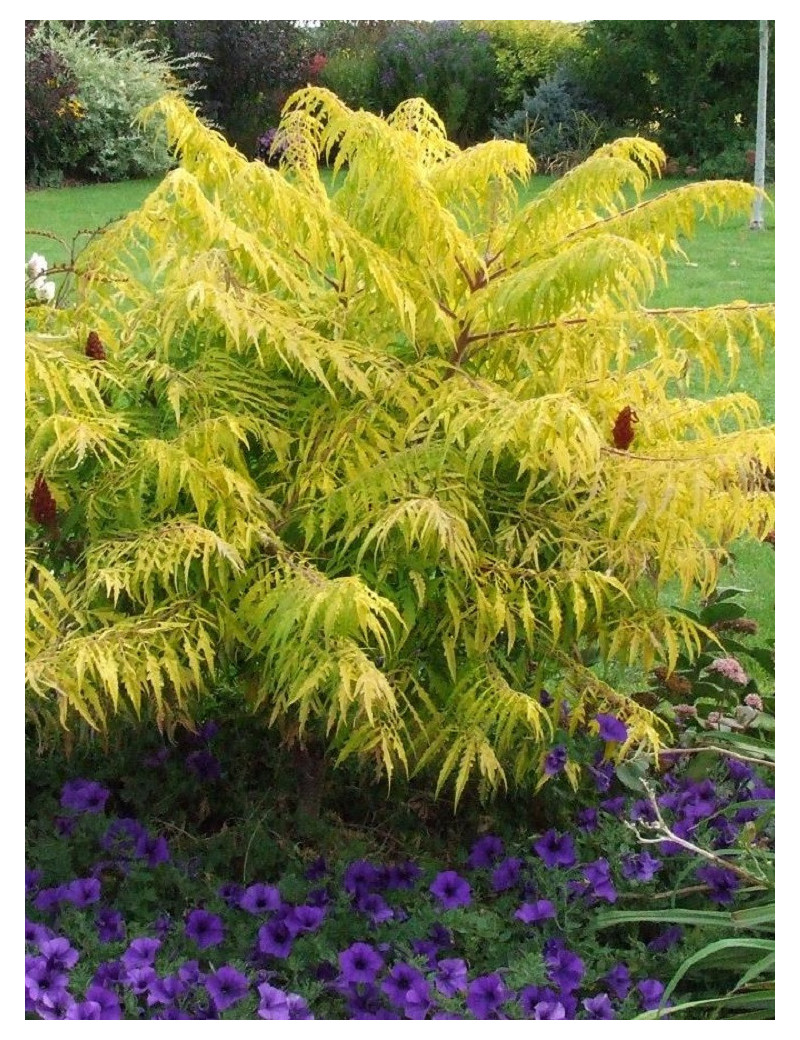 RHUS typhina TIGER EYES