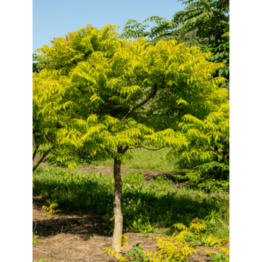 RHUS typhina TIGER EYES