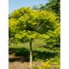 RHUS typhina TIGER EYES