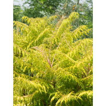 RHUS typhina TIGER EYES