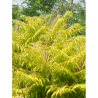 RHUS typhina TIGER EYES