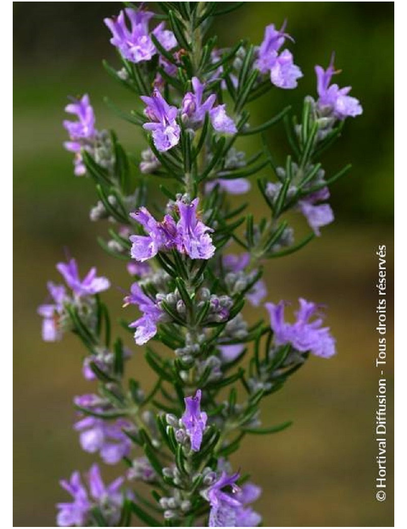 ROSMARINUS officinalis