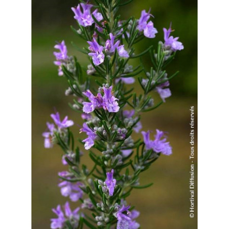 ROSMARINUS officinalis