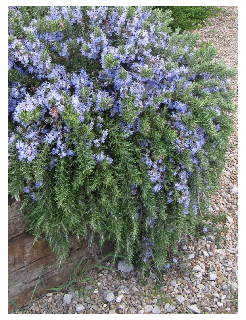 ROSMARINUS officinalis POINTE DU RAZ