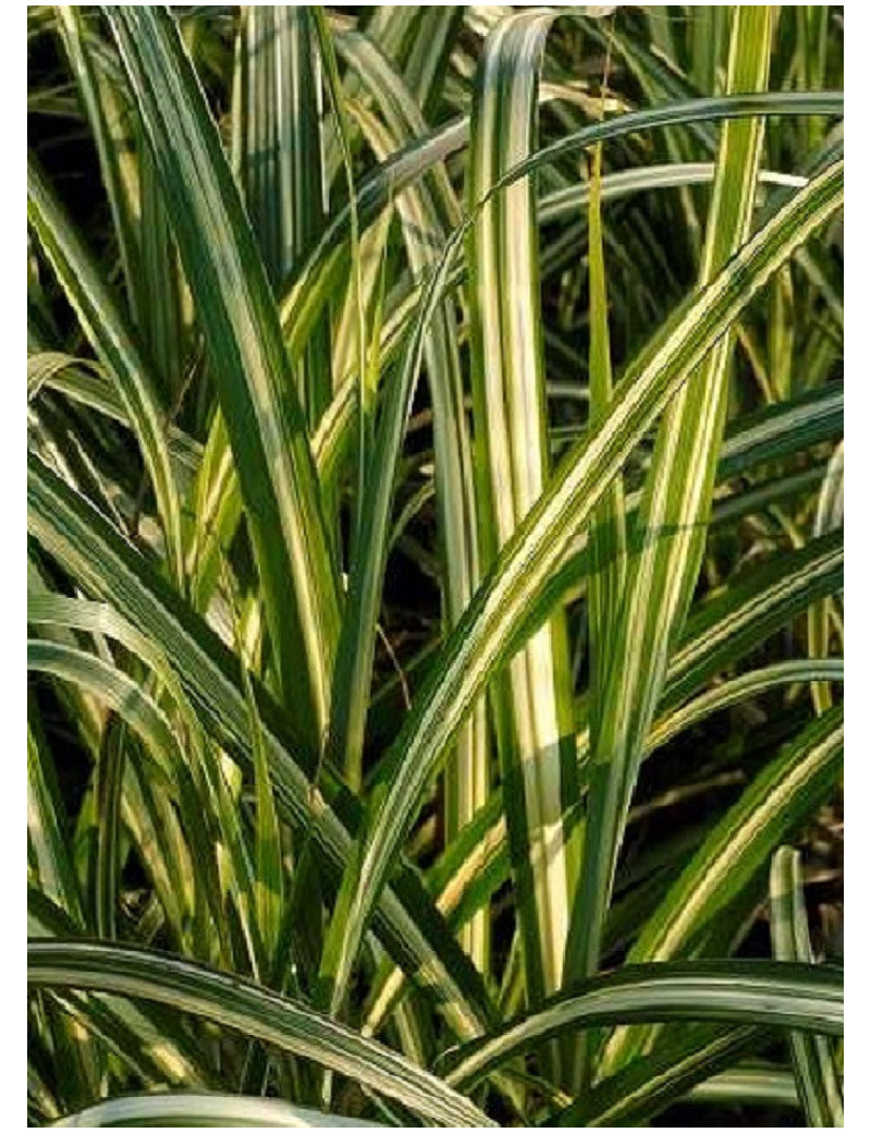 MISCANTHUS sinensis CABARET