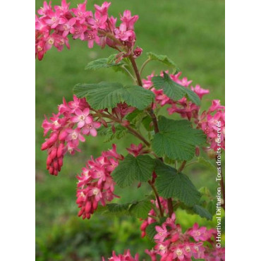 RIBES sanguineum PULBOROUGH SELECT