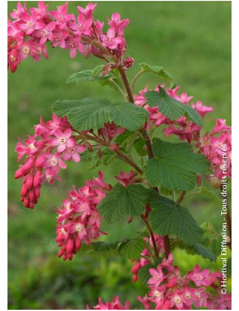 RIBES sanguineum PULBOROUGH SELECT