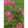 RIBES sanguineum PULBOROUGH SELECT