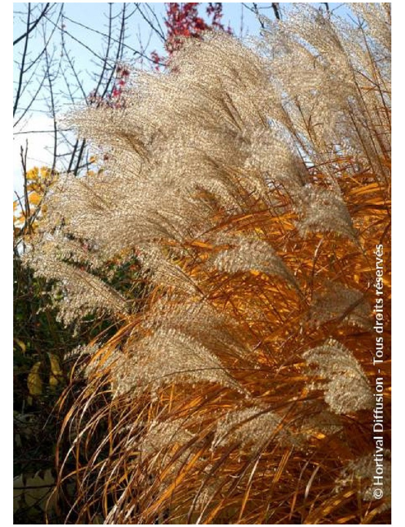 MISCANTHUS sinensis GRAZIELLA