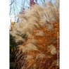 MISCANTHUS sinensis GRAZIELLA