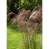 MISCANTHUS sinensis GRAZIELLA