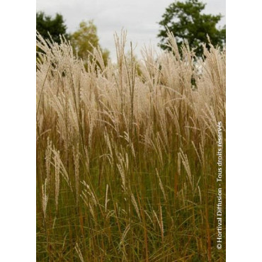 MISCANTHUS sinensis GRAZIELLA