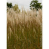 MISCANTHUS sinensis GRAZIELLA