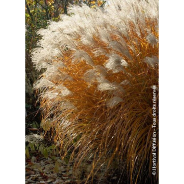 MISCANTHUS sinensis GRAZIELLA