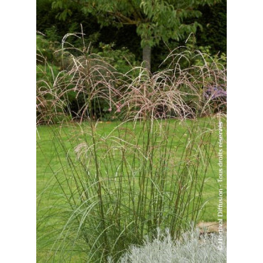 MISCANTHUS sinensis GRAZIELLA