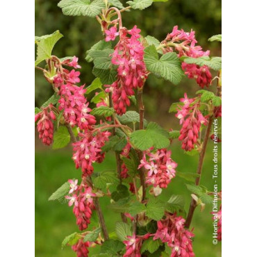 RIBES sanguineum RED BROSS