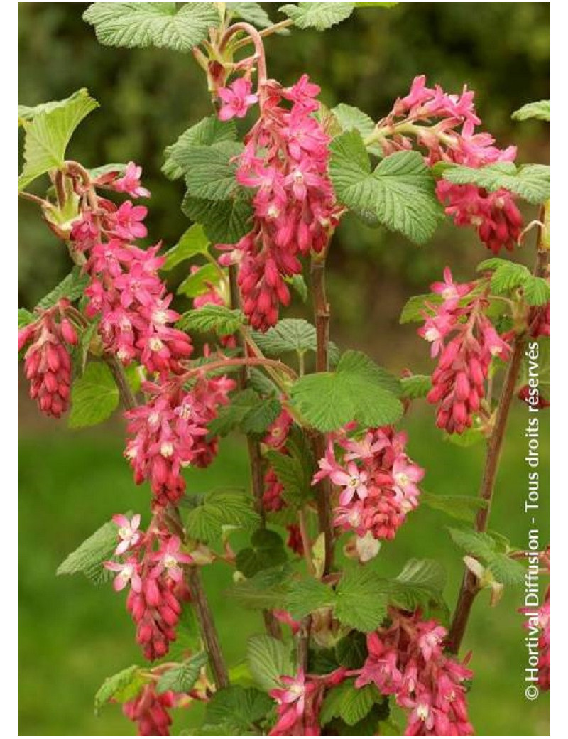 RIBES sanguineum RED BROSS