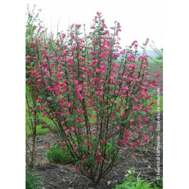 RIBES sanguineum RED BROSS