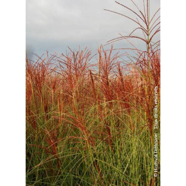 MISCANTHUS sinensis MORNING LIGHT