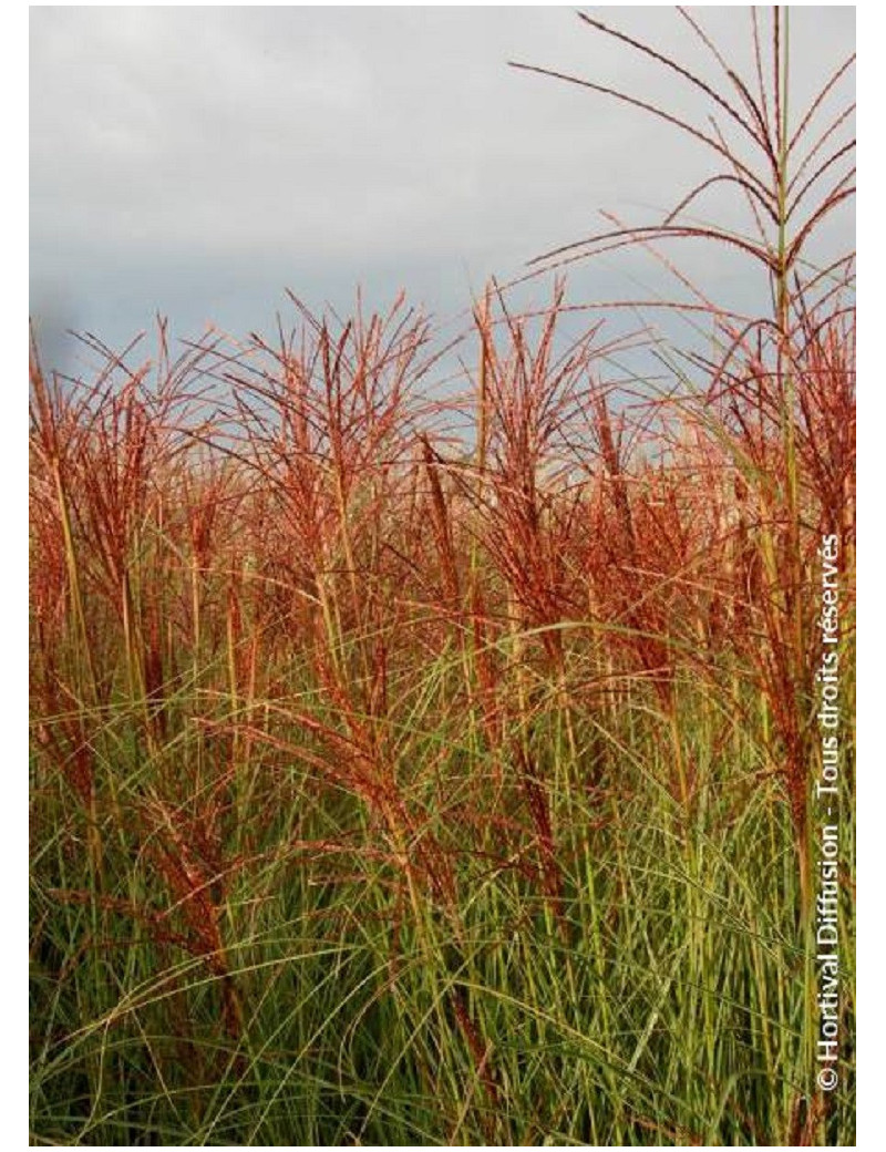 MISCANTHUS sinensis MORNING LIGHT