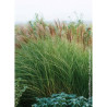 MISCANTHUS sinensis MORNING LIGHT