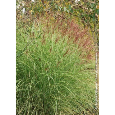 MISCANTHUS sinensis MORNING LIGHT