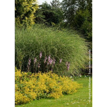 MISCANTHUS sinensis MORNING LIGHT