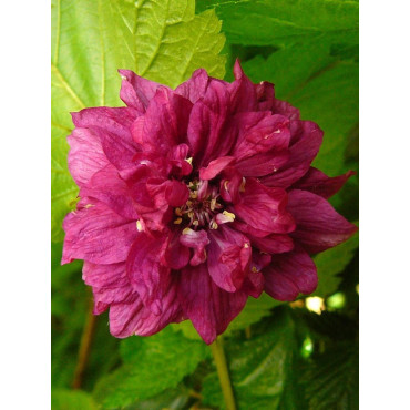 RUBUS spectabilis FLORE PLENO