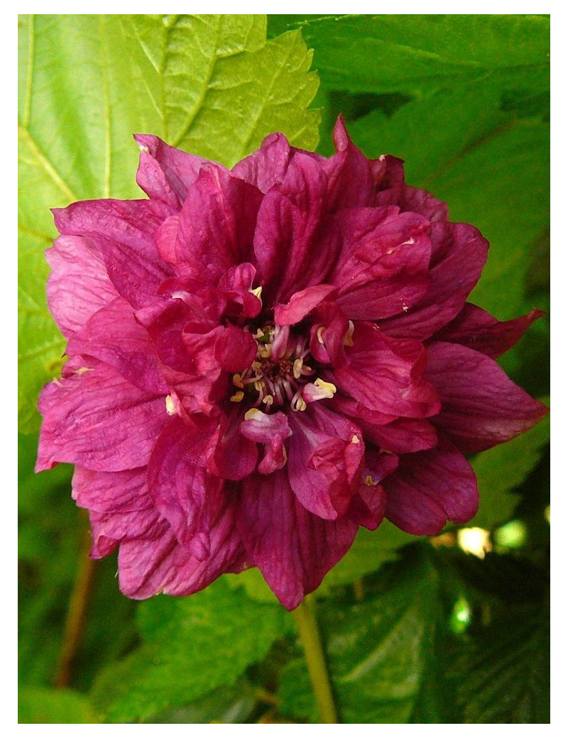 RUBUS spectabilis FLORE PLENO