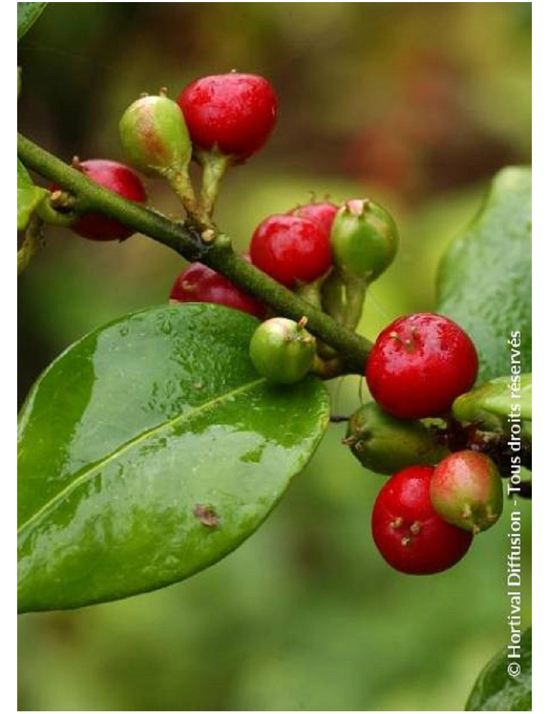 SARCOCOCCA ruscifolia