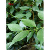 SARCOCOCCA ruscifolia