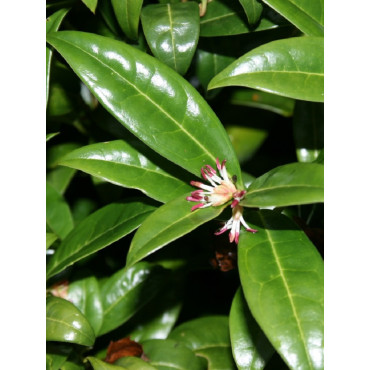 SARCOCOCCA hookeriana Humilis