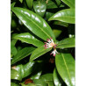 SARCOCOCCA hookeriana Humilis