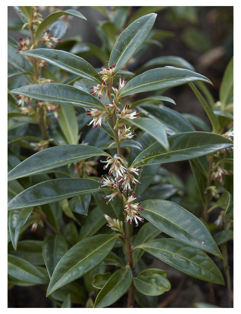 SARCOCOCCA hookeriana Humilis