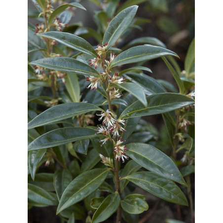 SARCOCOCCA hookeriana Humilis