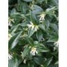 SARCOCOCCA hookeriana Humilis