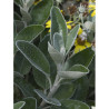 SENECIO greyi