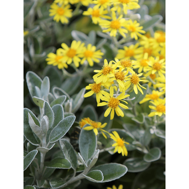 SENECIO greyi