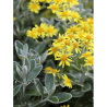 SENECIO greyi