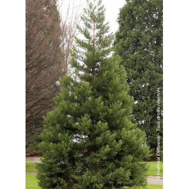 SEQUOIADENDRON giganteum