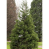 SEQUOIADENDRON giganteum