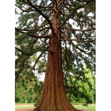 SEQUOIADENDRON giganteum