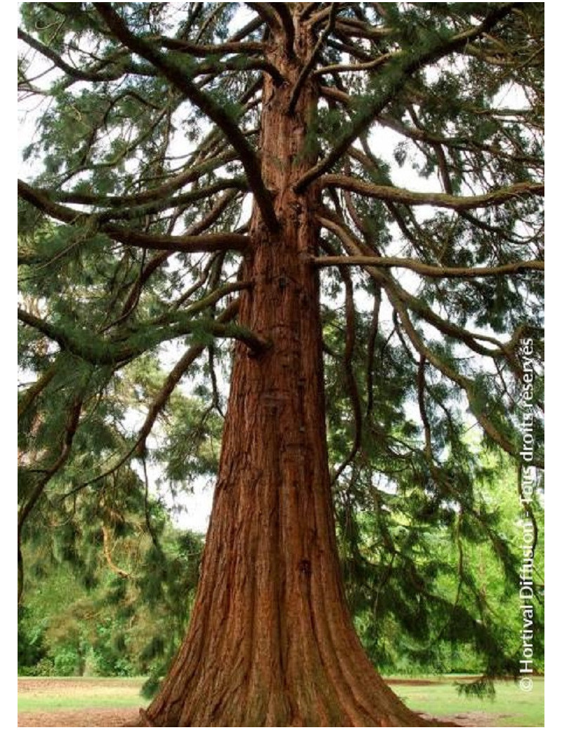 SEQUOIADENDRON giganteum