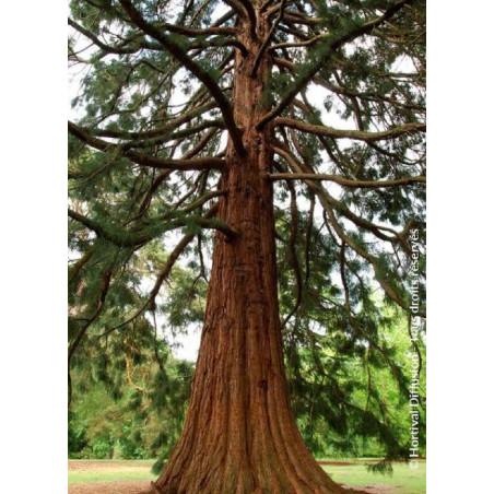 SEQUOIADENDRON giganteum