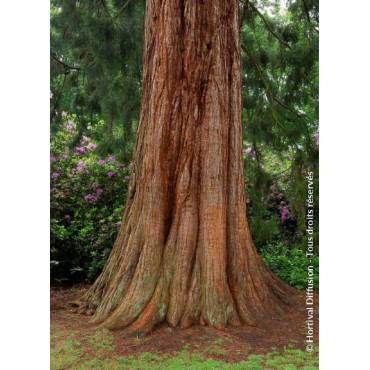 SEQUOIADENDRON giganteum