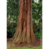 SEQUOIADENDRON giganteum