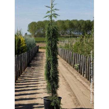 SEQUOIADENDRON giganteum PENDULUM En pot de 15-20 litres