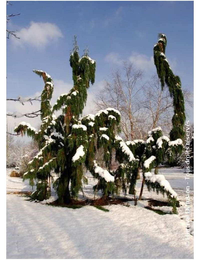 SEQUOIADENDRON giganteum PENDULUM