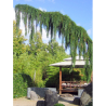 SEQUOIADENDRON giganteum PENDULUM