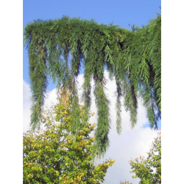 SEQUOIADENDRON giganteum PENDULUM